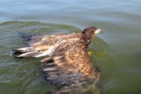 Орел-рыболов на базе Трехречье упал в воду и был спасен гостями базы